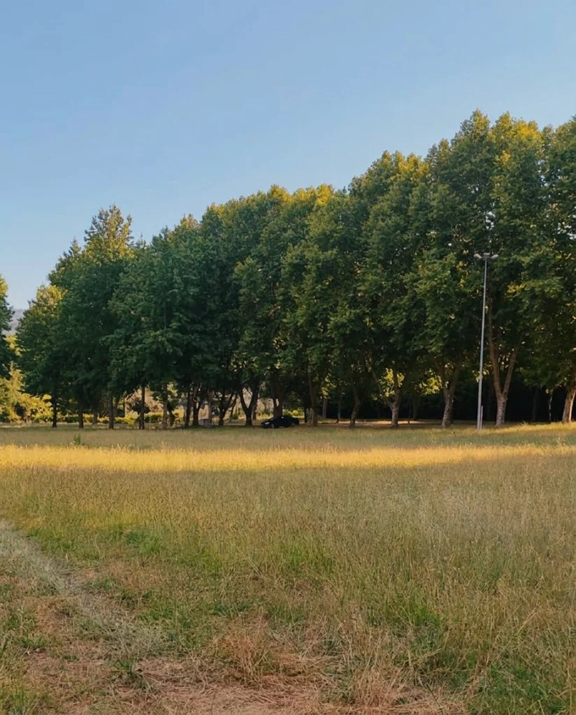 Forest light and atmosphere around the Chronosphere site